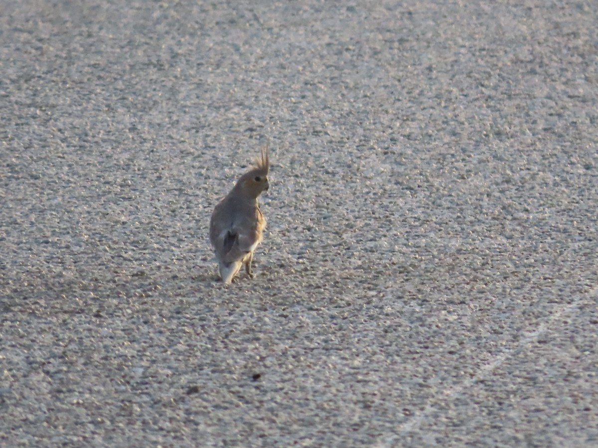 Cockatiel - ML646827370