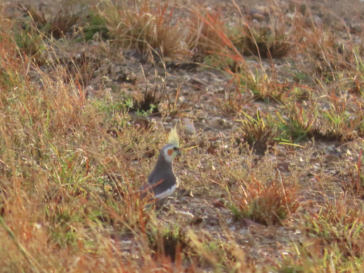 Cockatiel - ML646827371