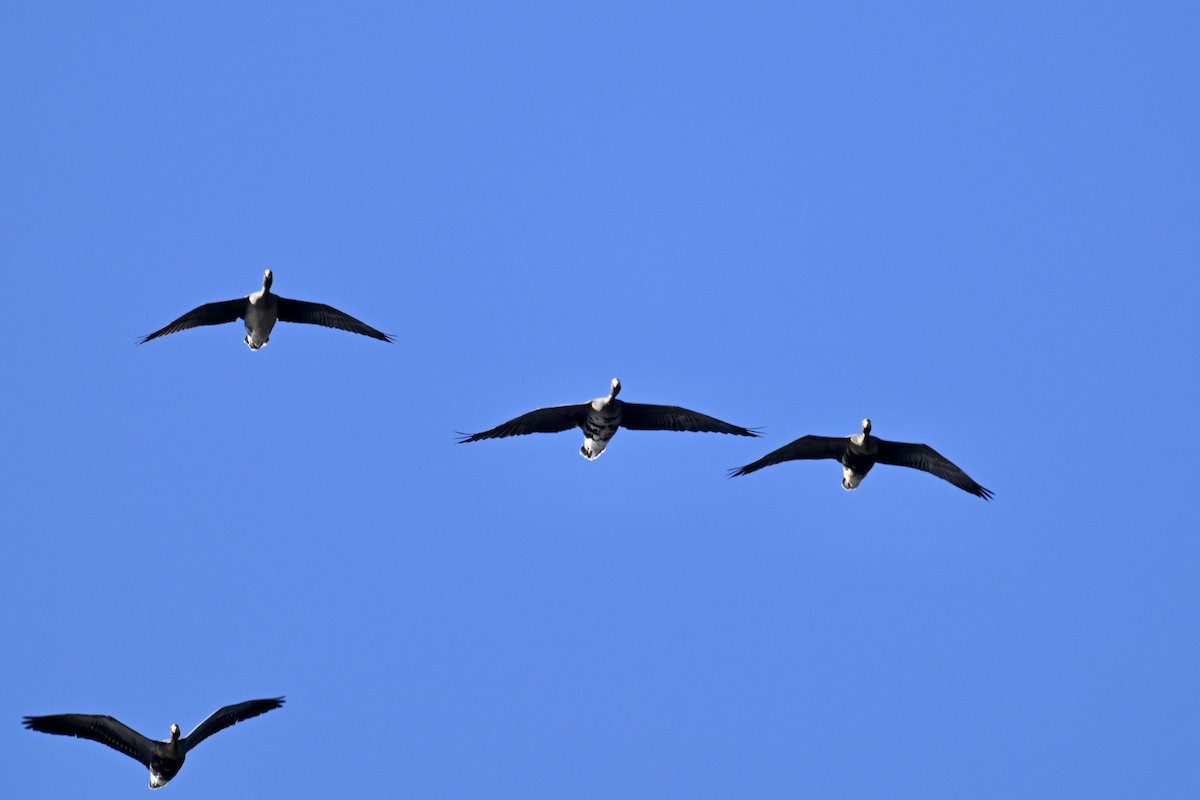 אווז לבן-מצח - ML646827372