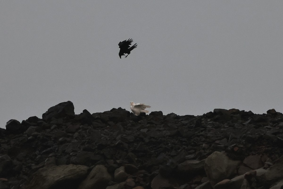 Schneeeule - ML646827373