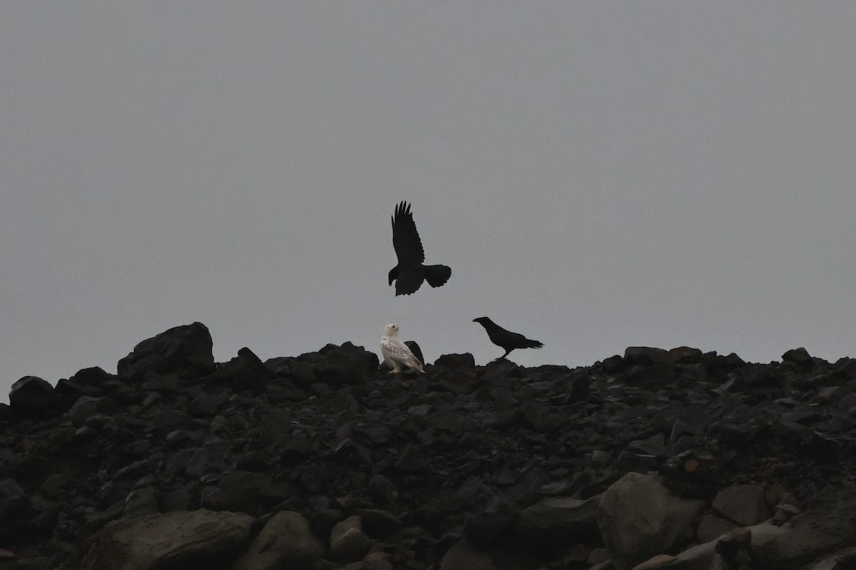 Schneeeule - ML646827374