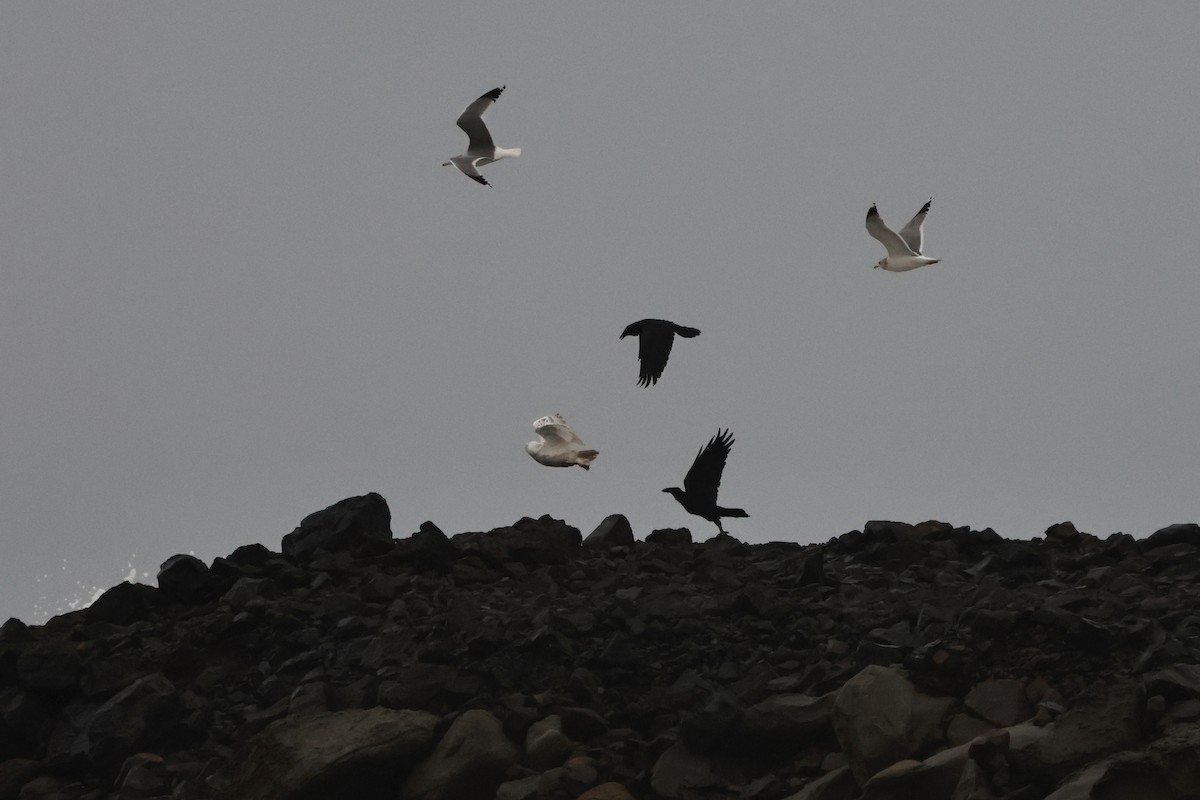 Schneeeule - ML646827376