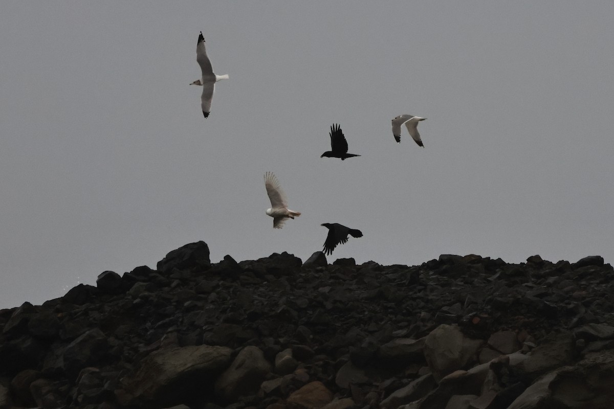 Schneeeule - ML646827378