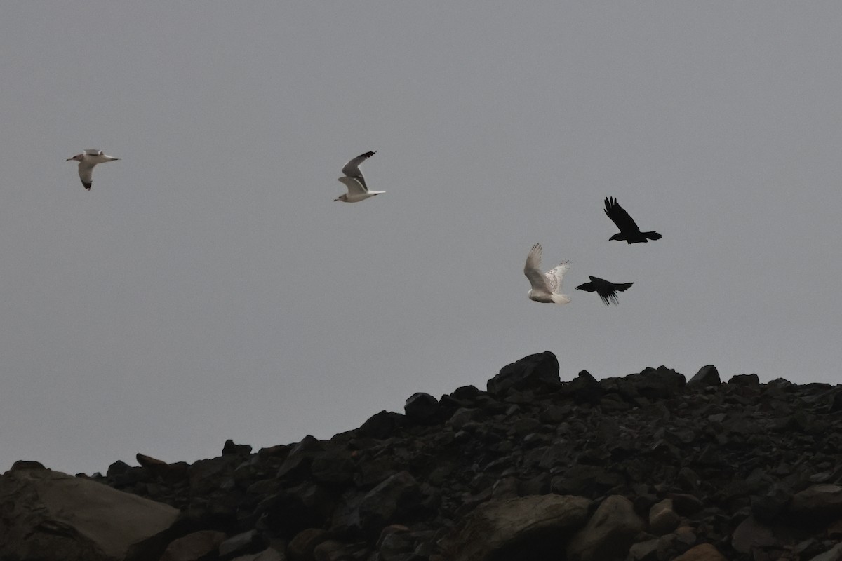 Schneeeule - ML646827379