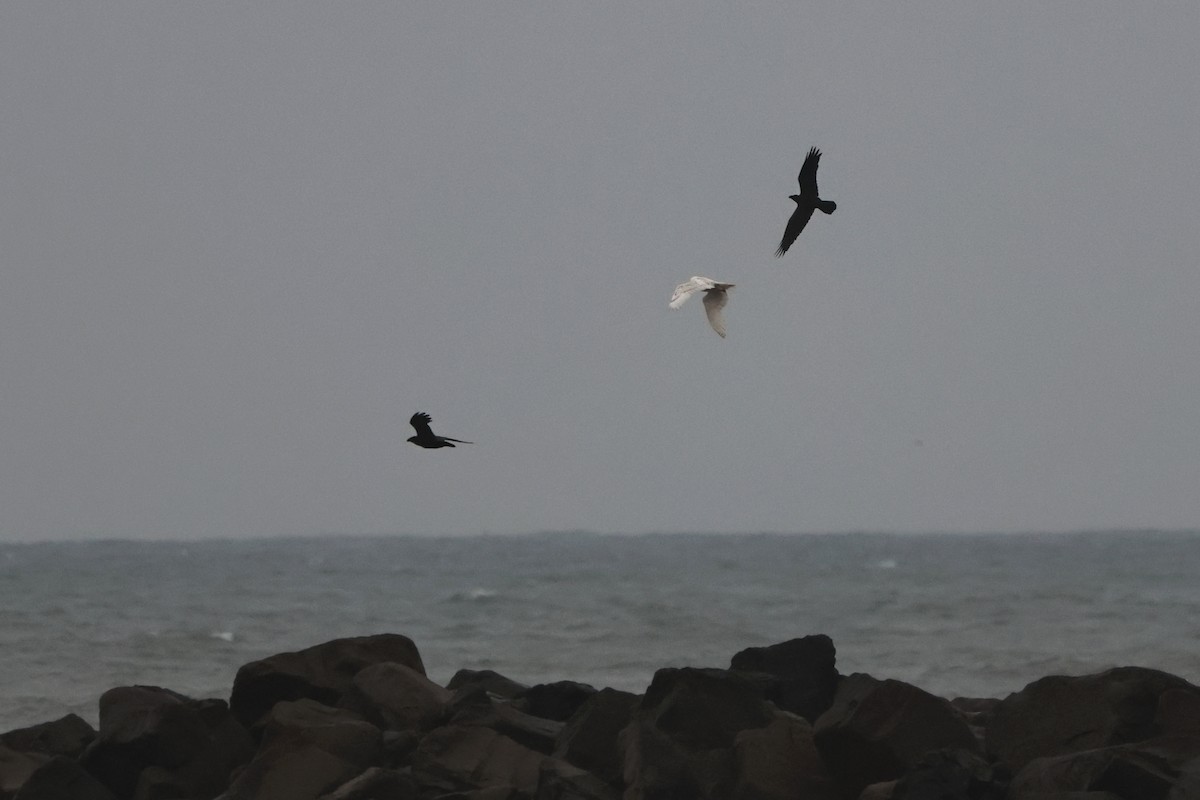 Schneeeule - ML646827381