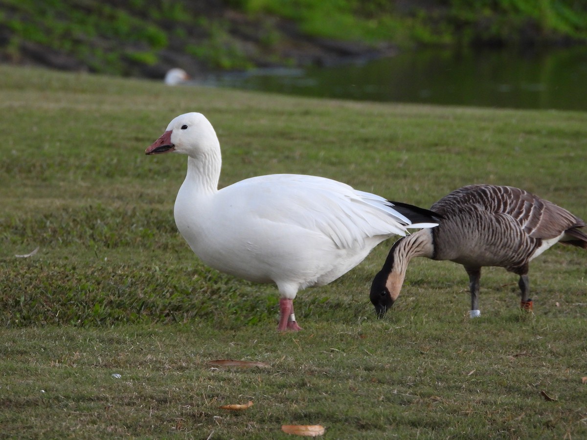 Oca delle nevi - ML646827382