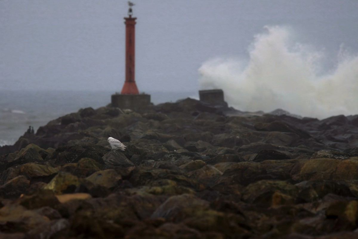 Schneeeule - ML646827384