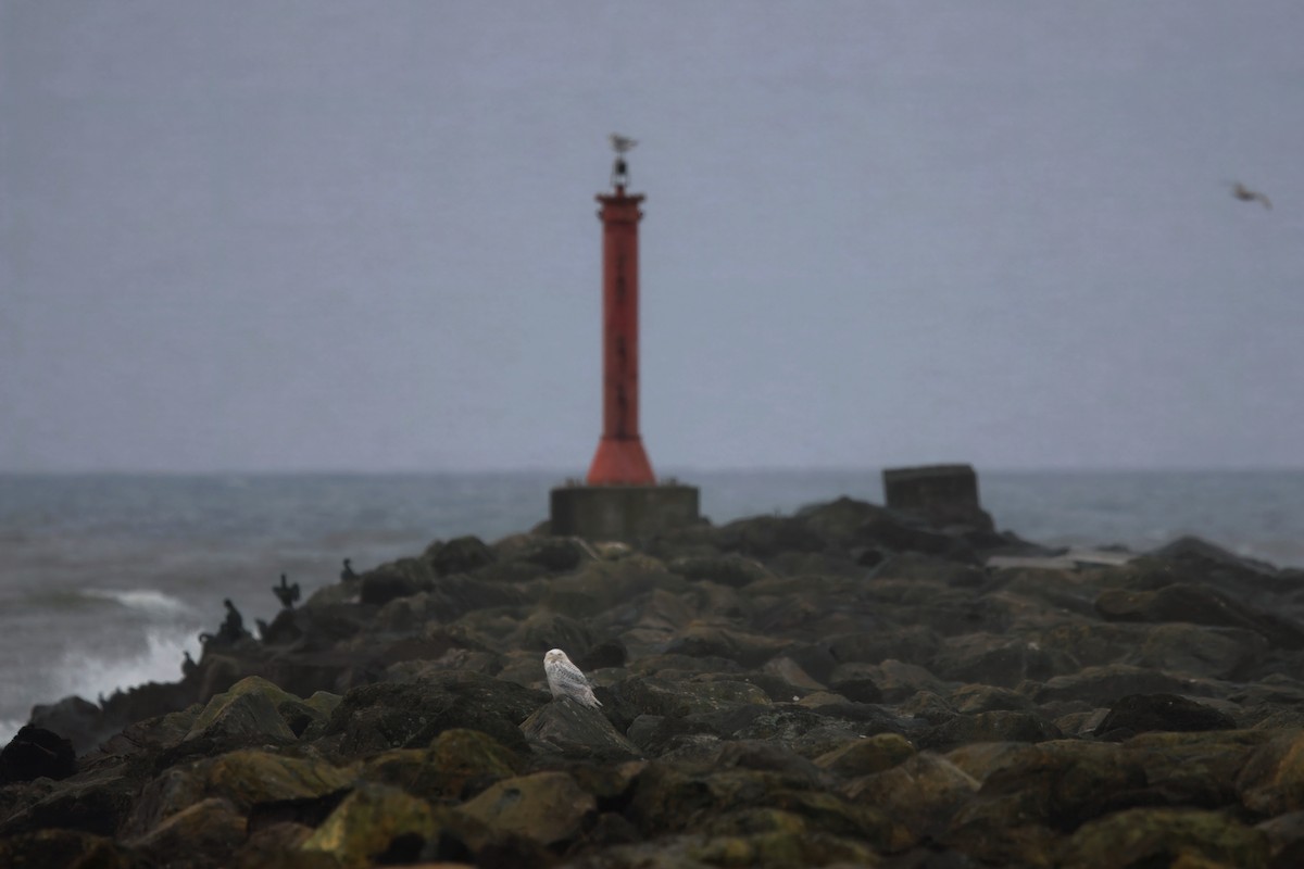 Schneeeule - ML646827385