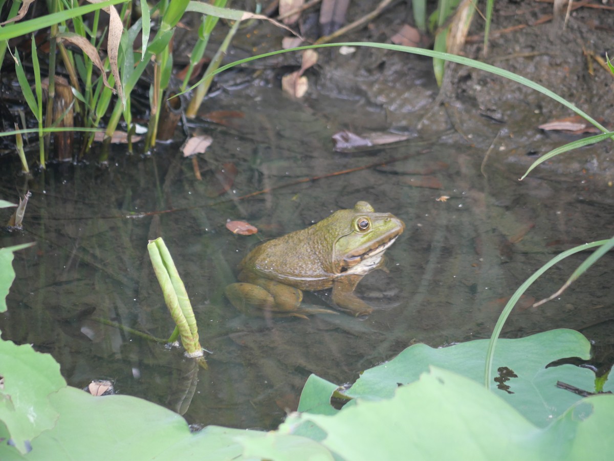 East Asian Bullfrog - ML646827386