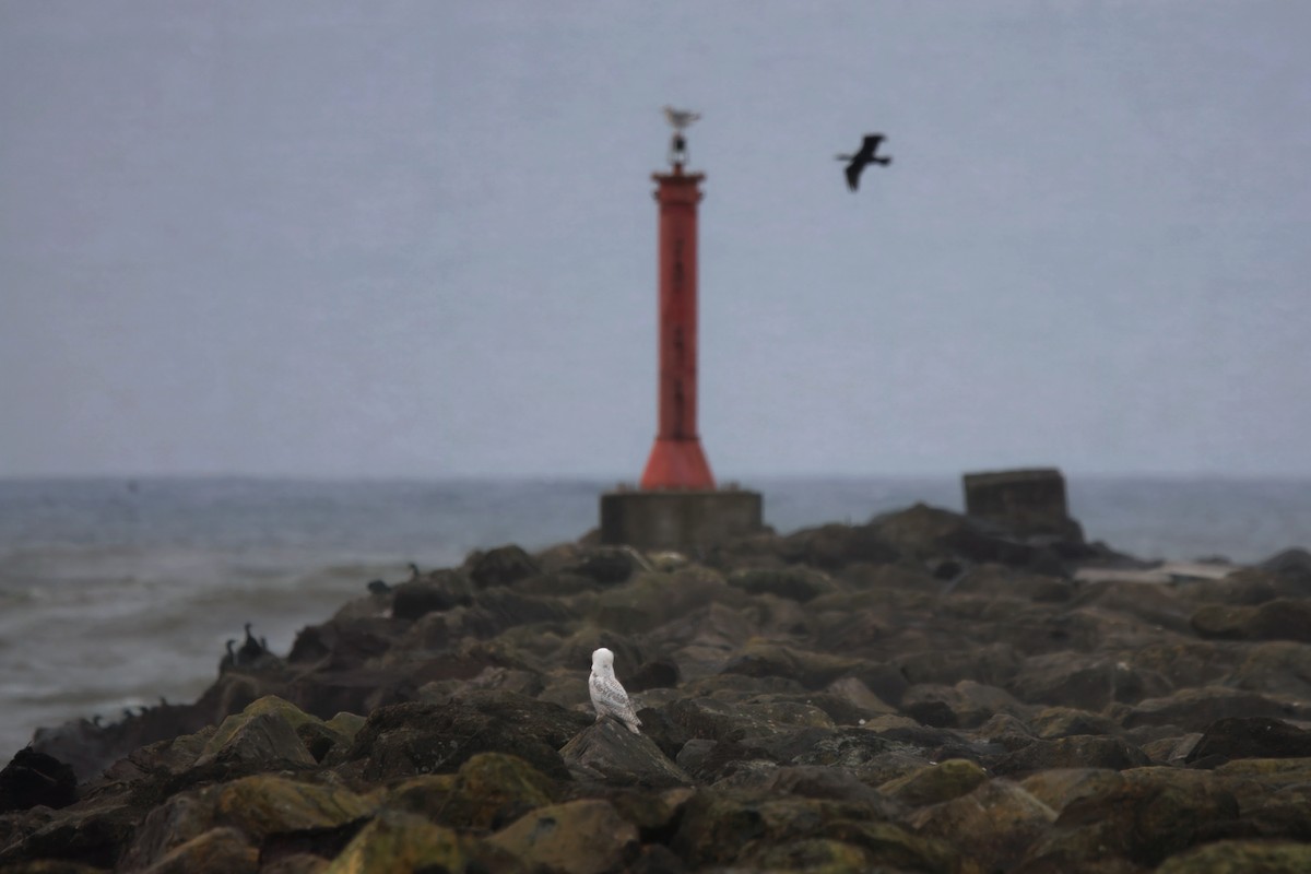 Schneeeule - ML646827387