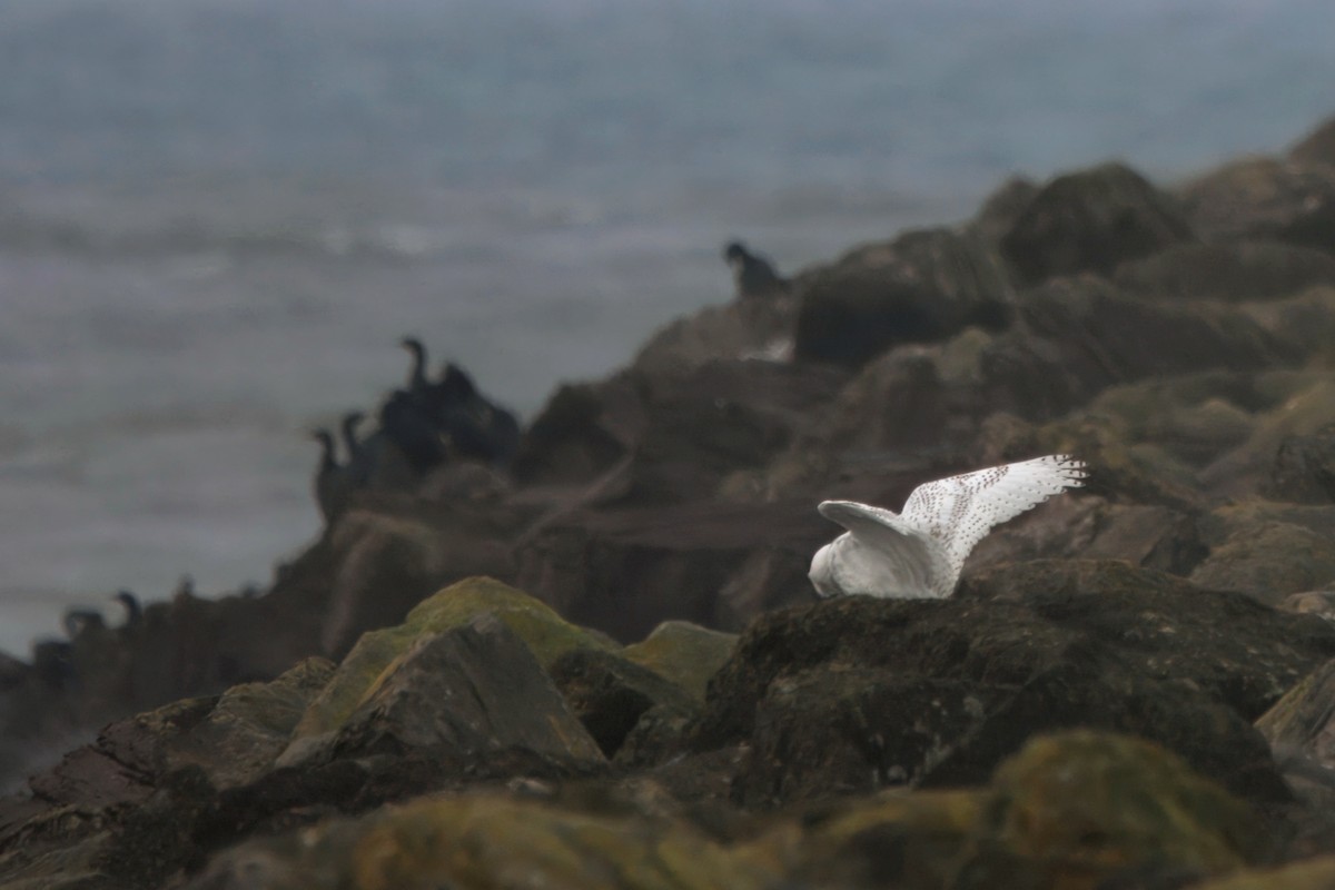 Schneeeule - ML646827389