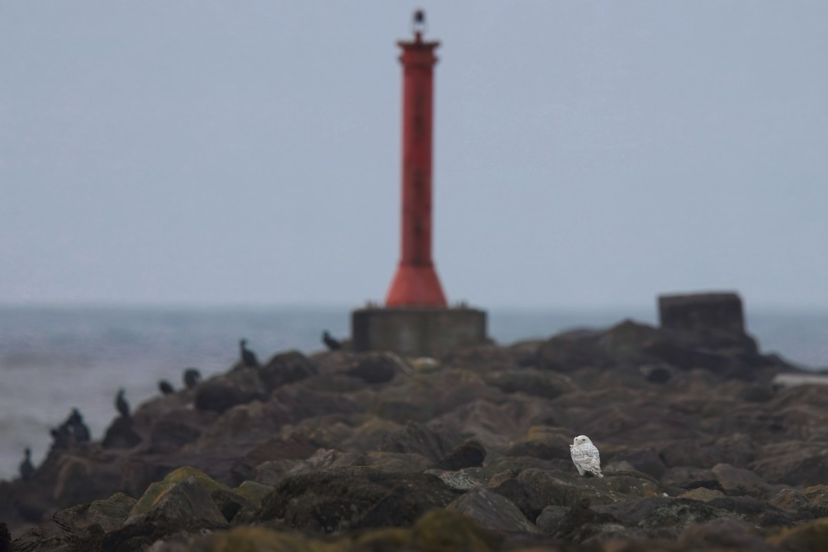 Schneeeule - ML646827390