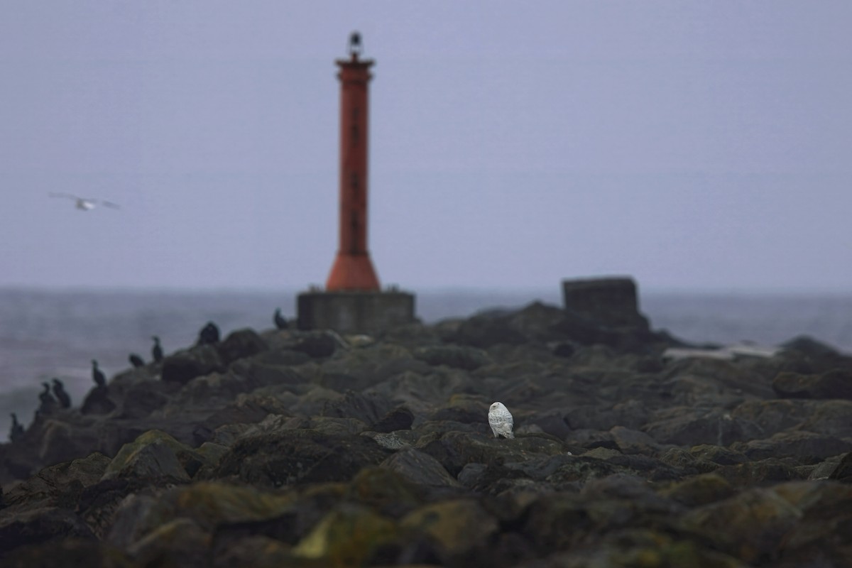 Schneeeule - ML646827391