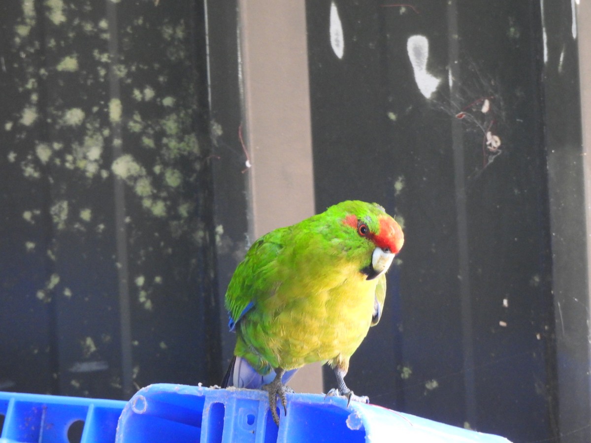 Red-crowned Parakeet - ML646827393