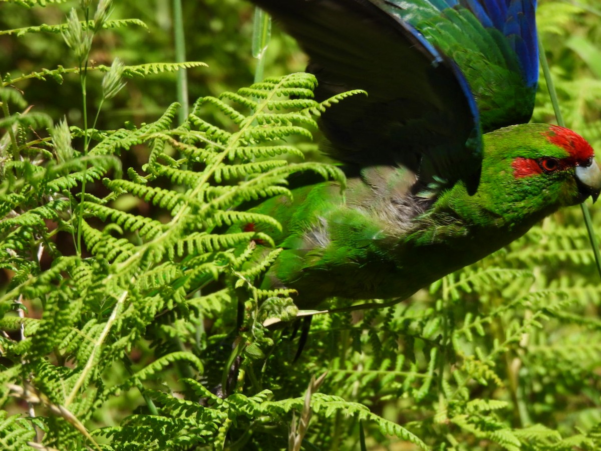 Red-crowned Parakeet - ML646827394