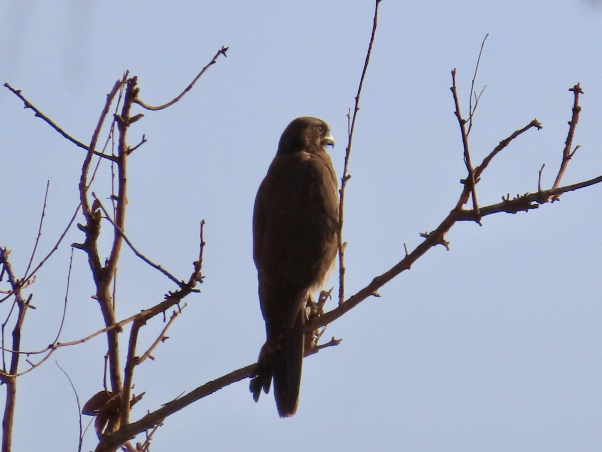 Brown Falcon - ML646827395