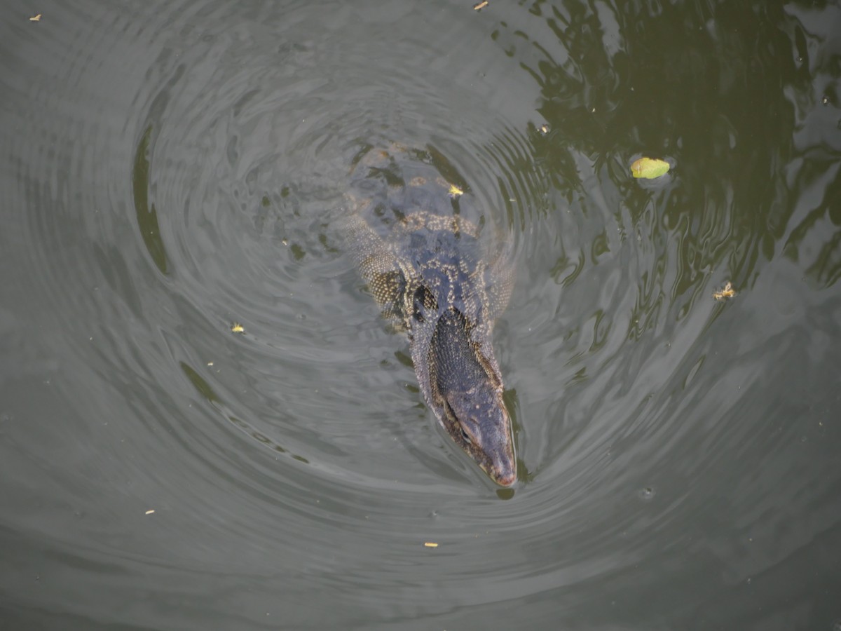 Southeast Asian Water Monitor - ML646827396