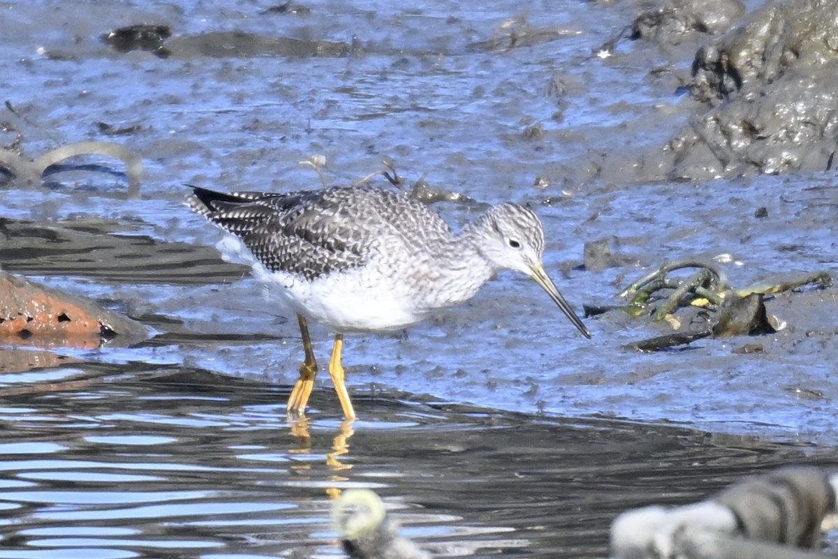 ביצנית עקודה - ML646827397