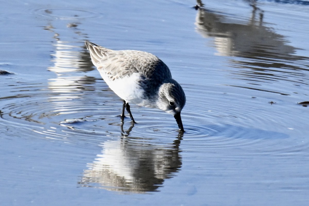 חופית מערבית - ML646827399
