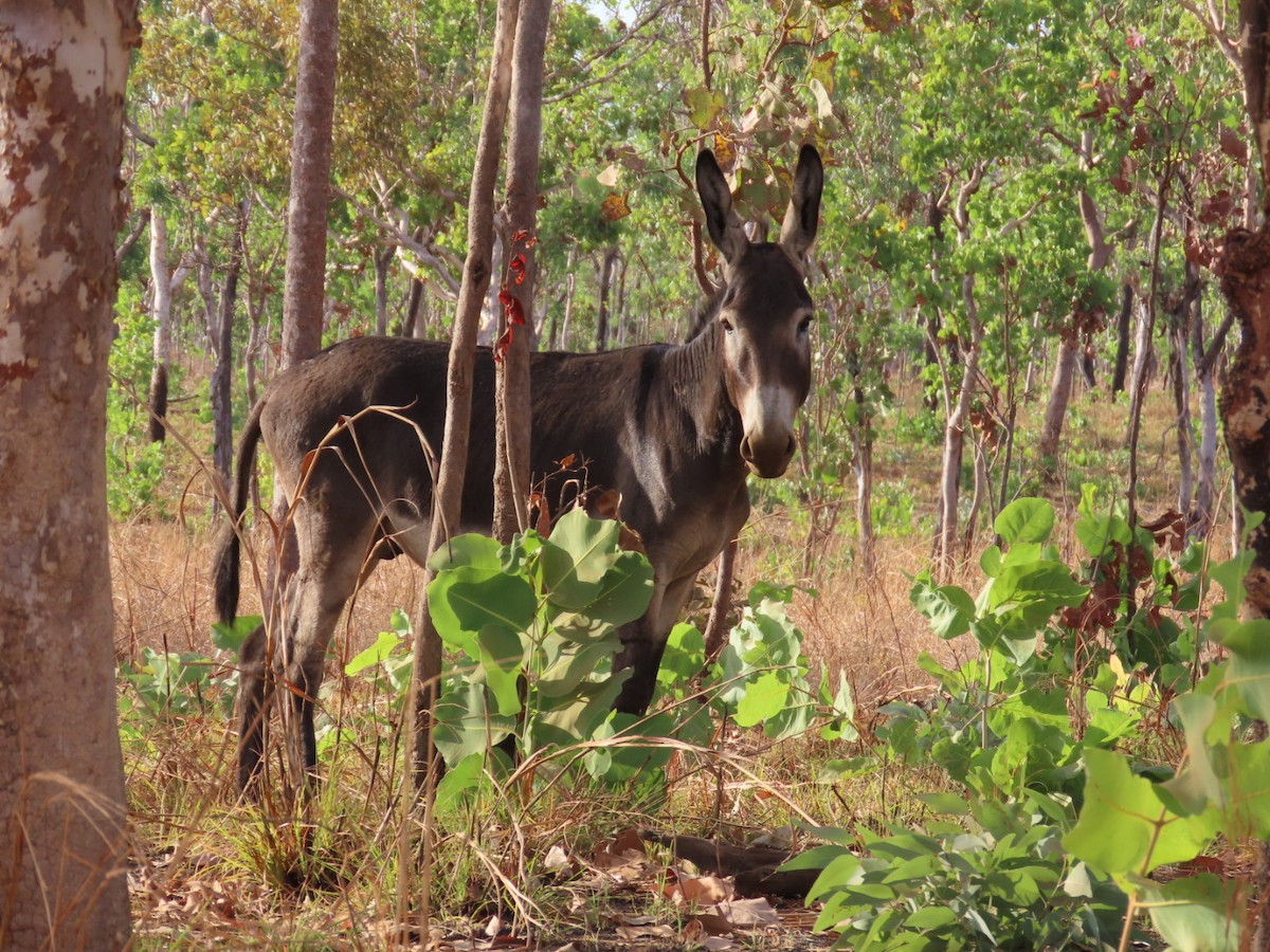 Donkey - ML646827400