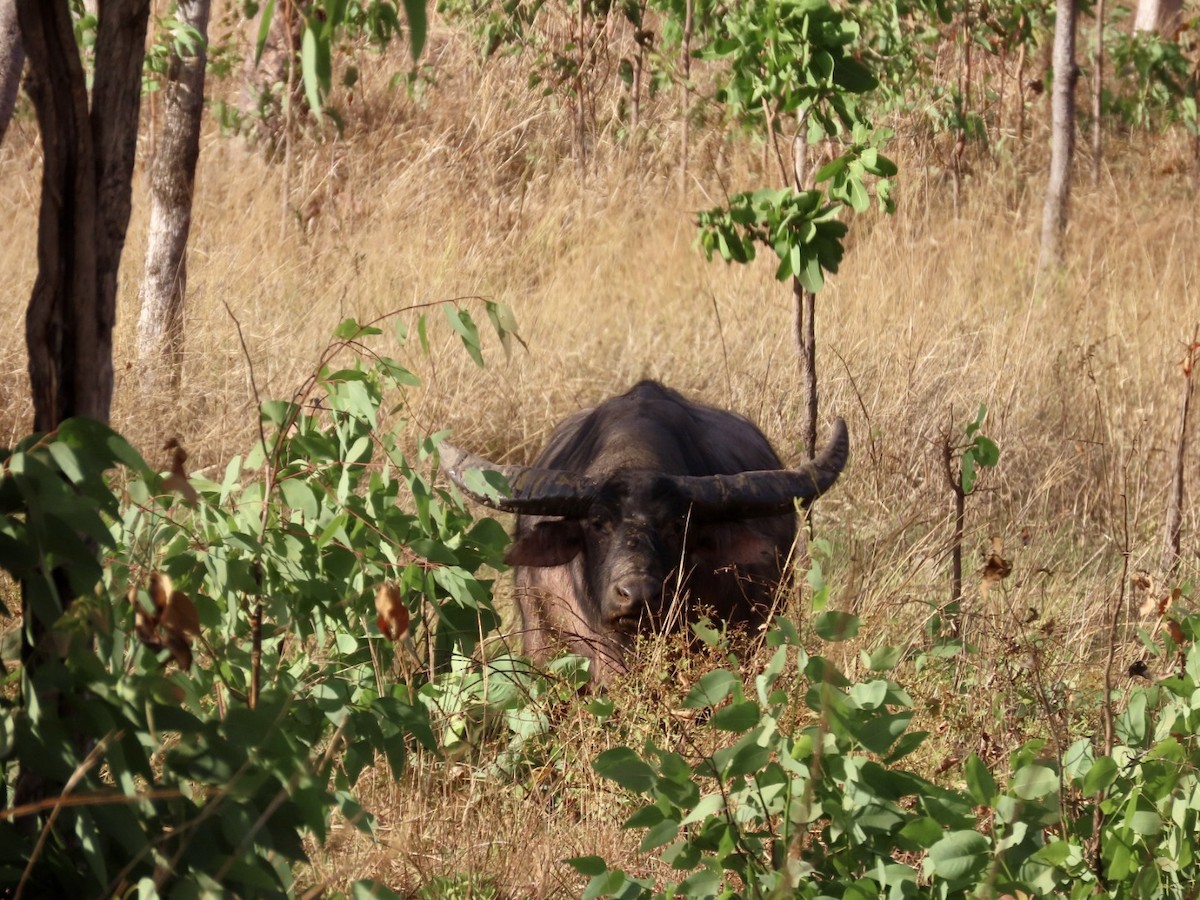 Domestic Water Buffalo - ML646827401