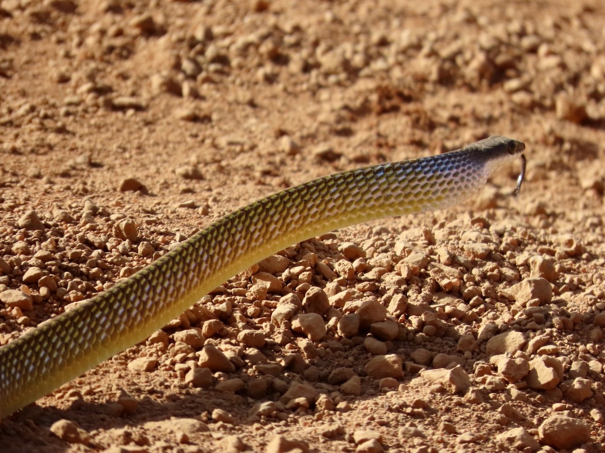 Common Tree Snake - ML646827402