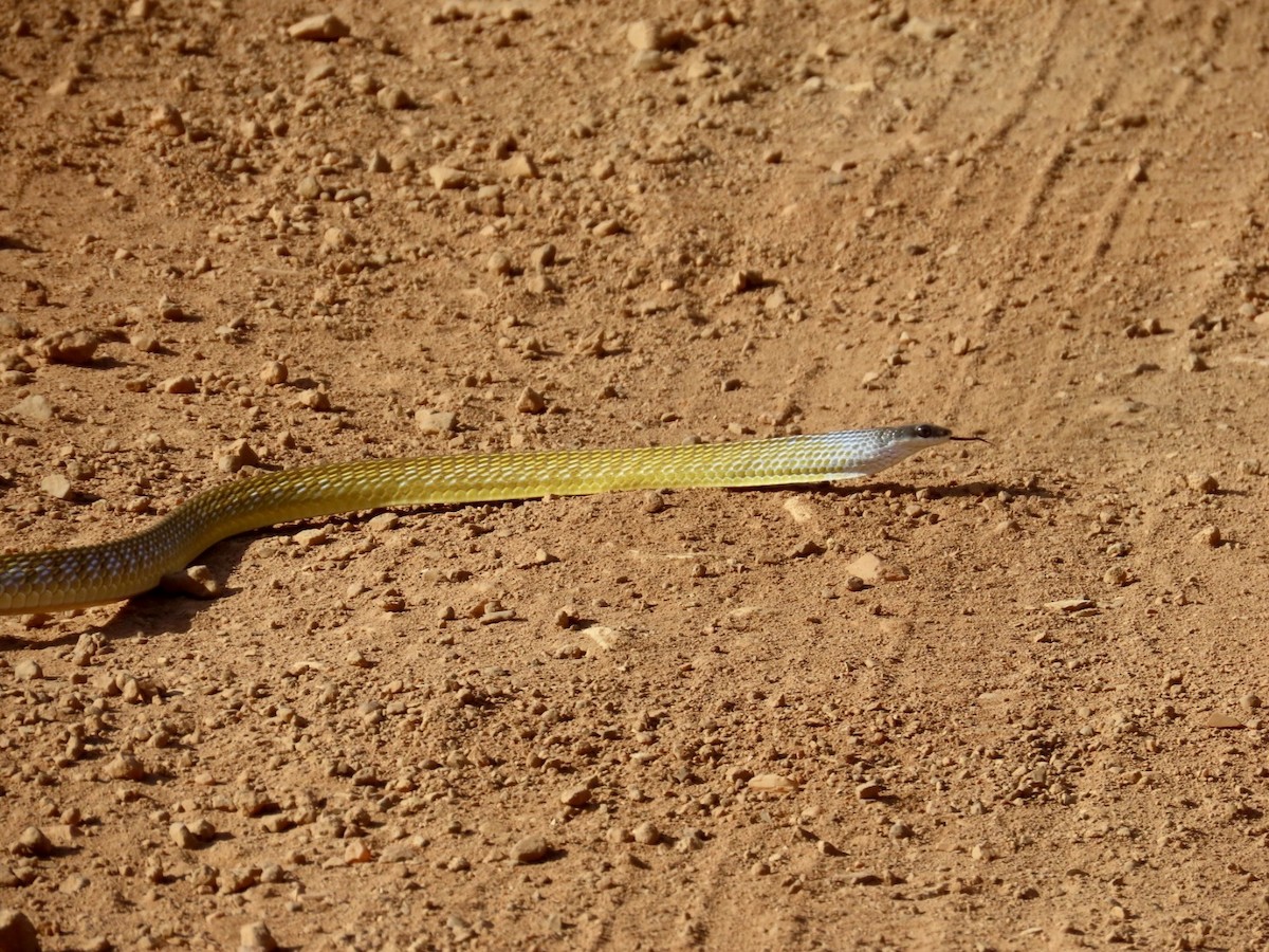 Common Tree Snake - ML646827403