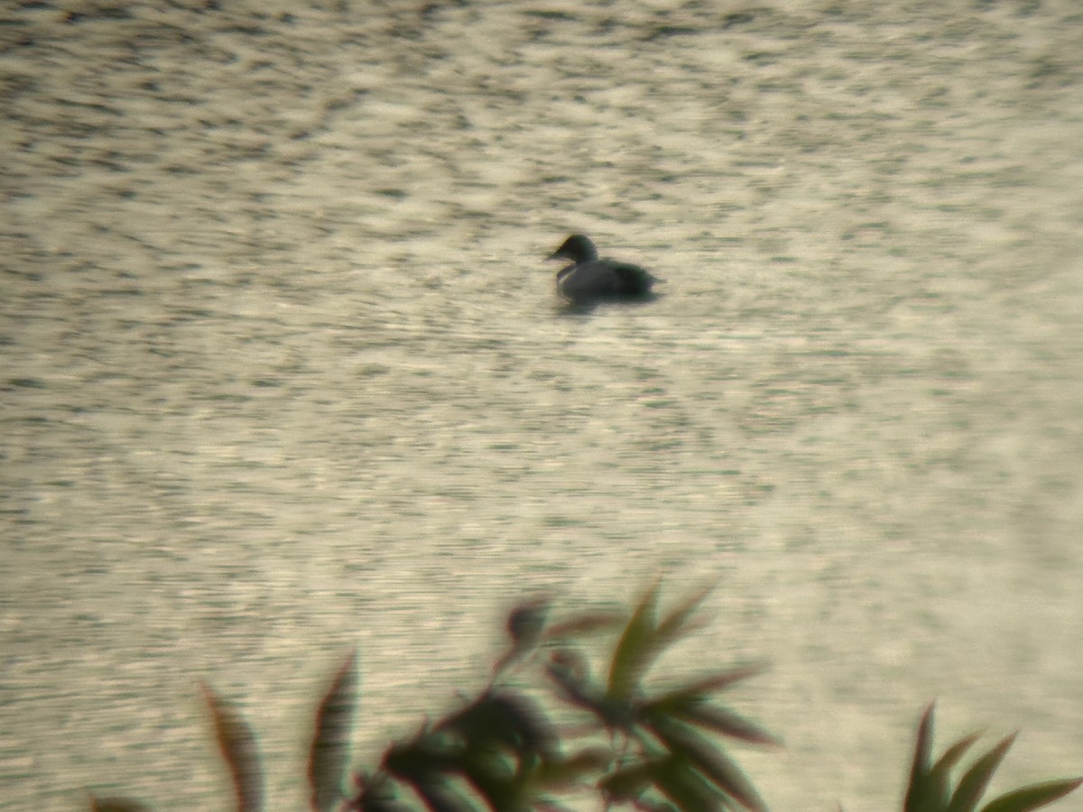 Canvasback - ML646827404