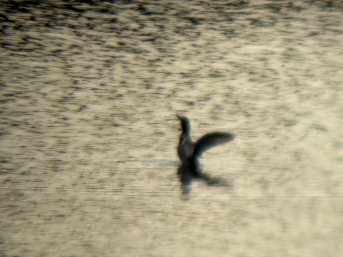 Canvasback - ML646827405