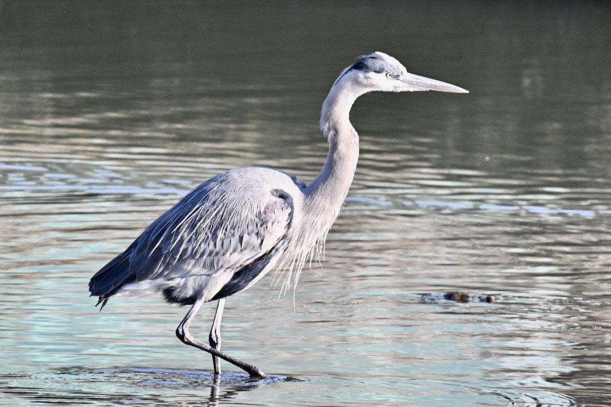 אנפה אמריקנית - ML646827409