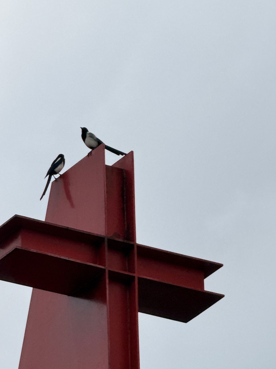 orientskjære - ML646827411