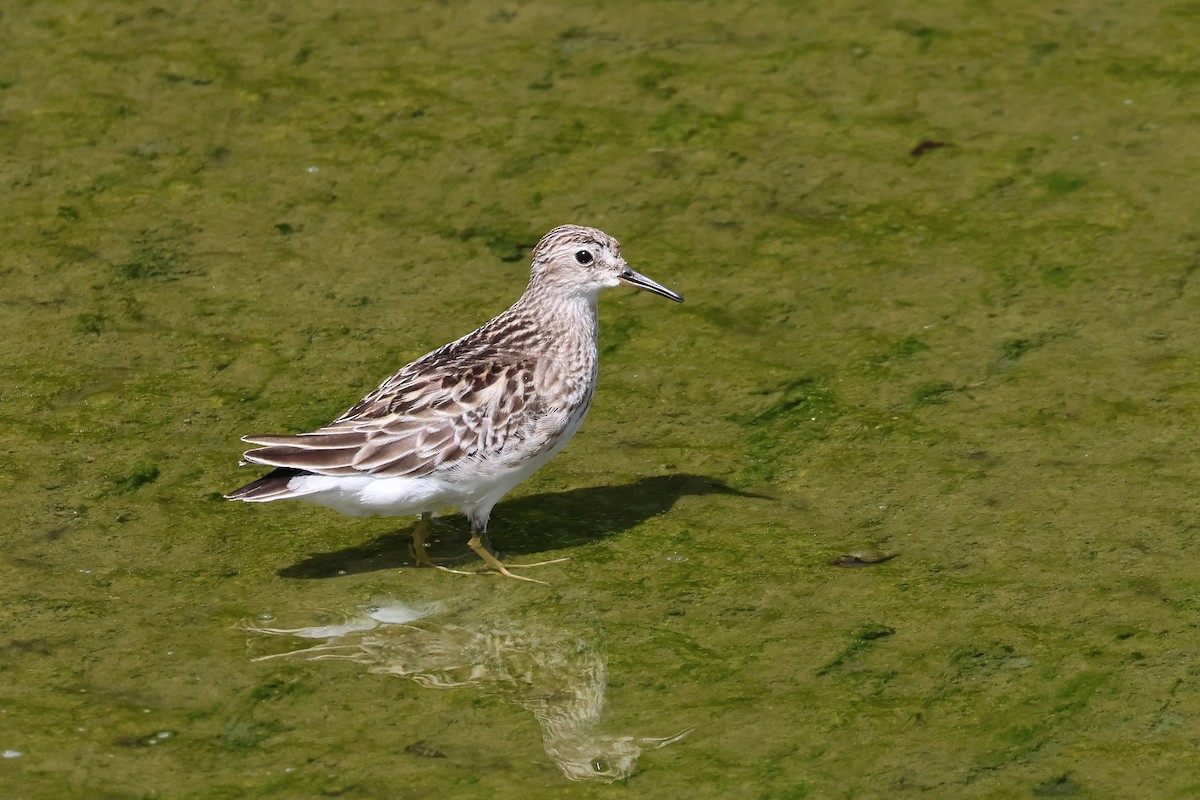 ヒバリシギ - ML646827412