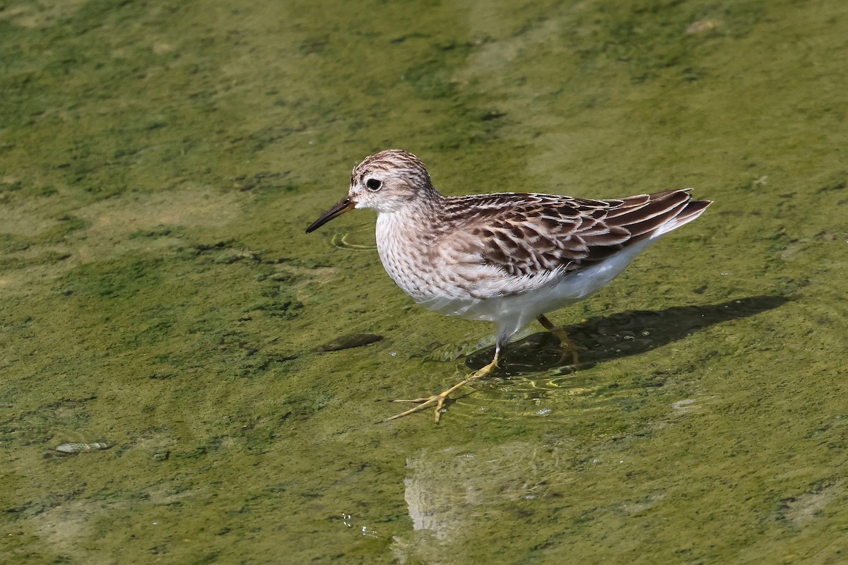 ヒバリシギ - ML646827413