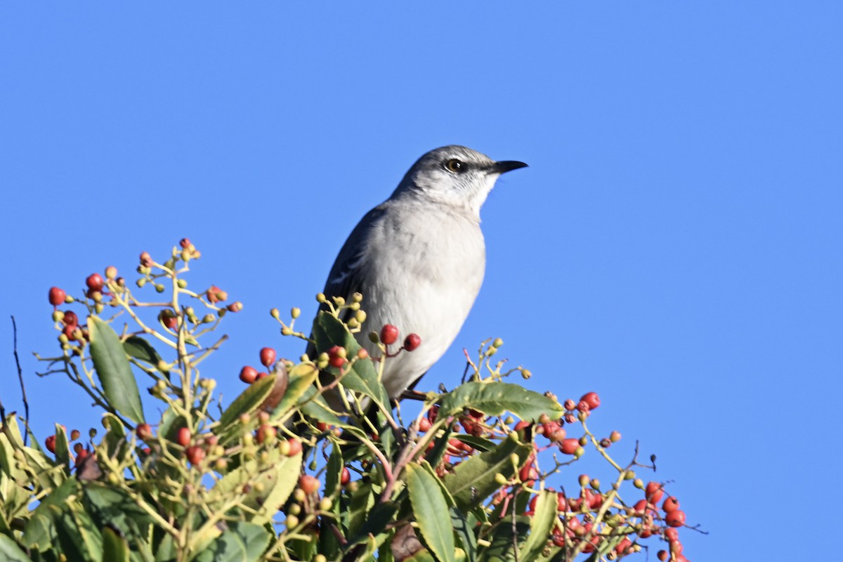 חקיינית צפונית - ML646827416