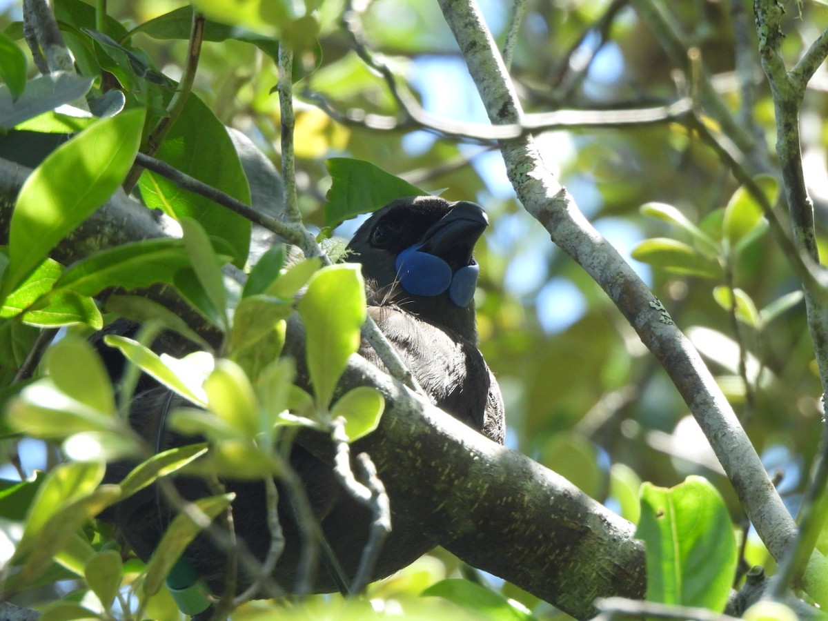 North Island Kokako - ML646827417