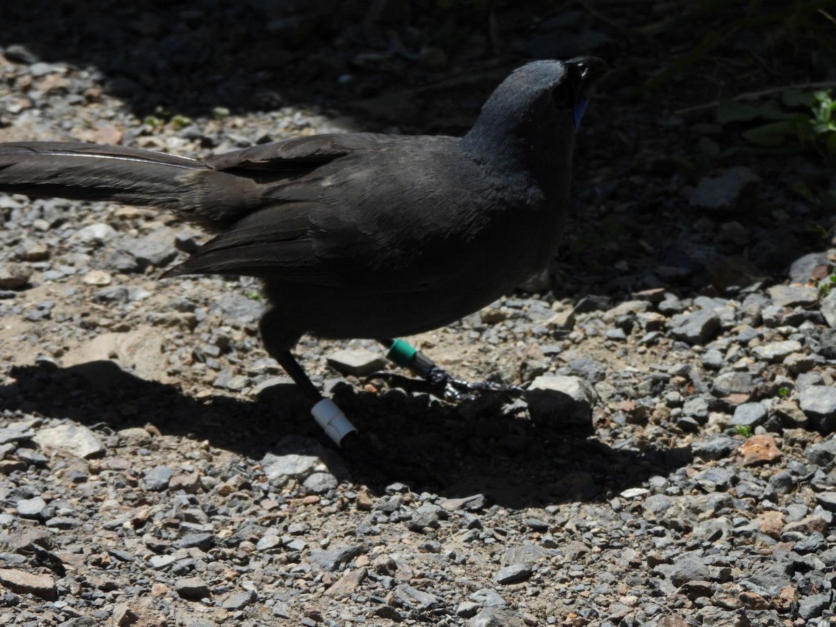 North Island Kokako - ML646827418