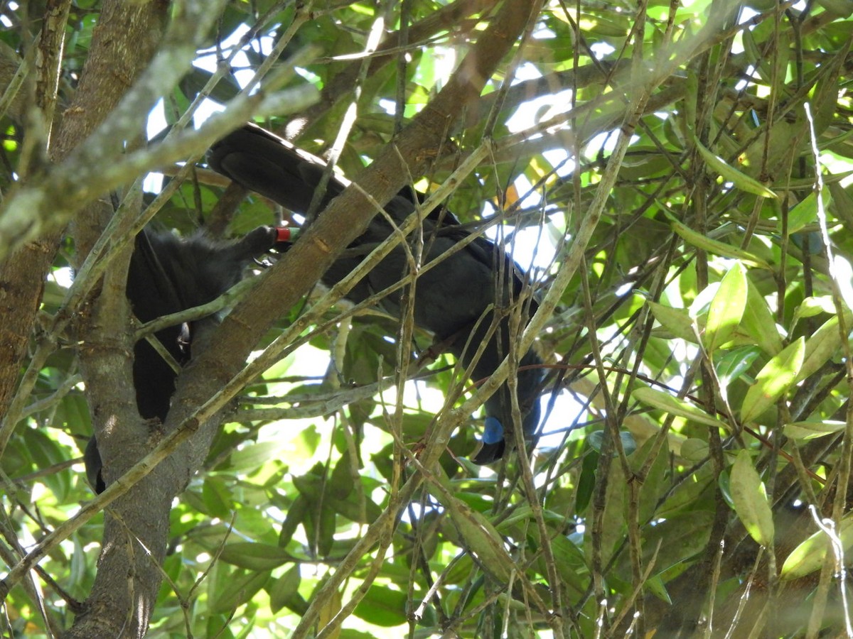 North Island Kokako - ML646827419