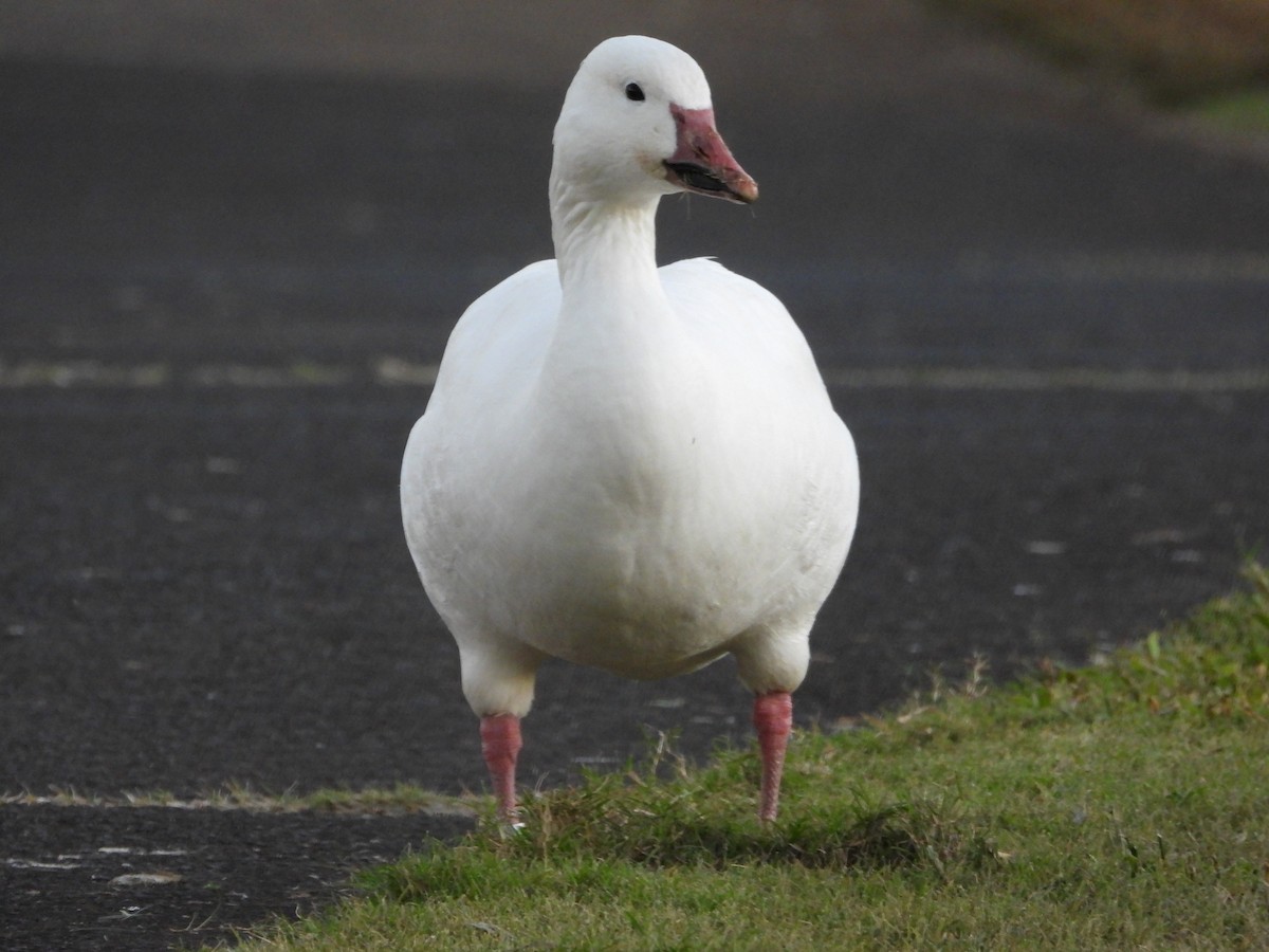 Oca delle nevi - ML646827420