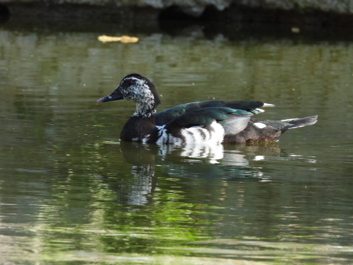 Canard musqué (forme domestique) - ML646827421