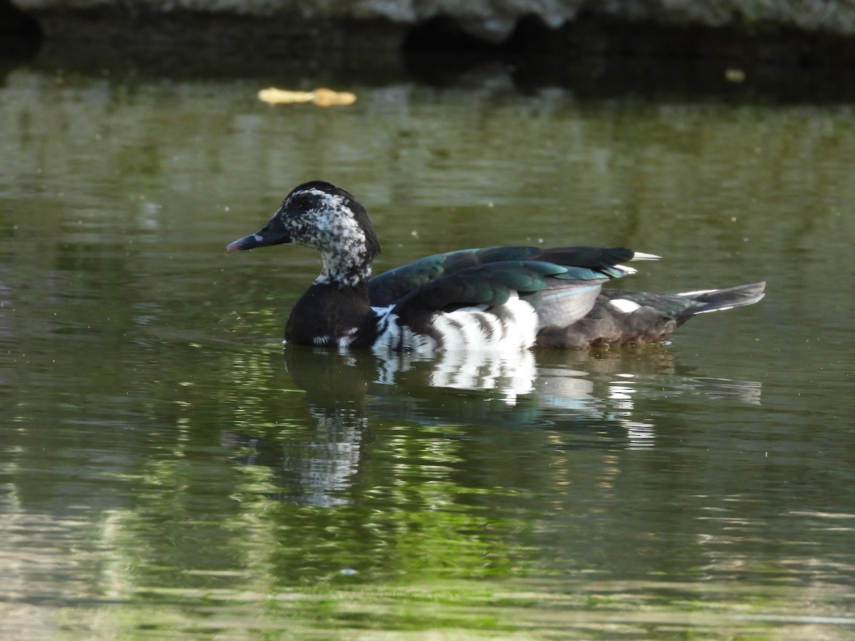 Canard musqué (forme domestique) - ML646827422