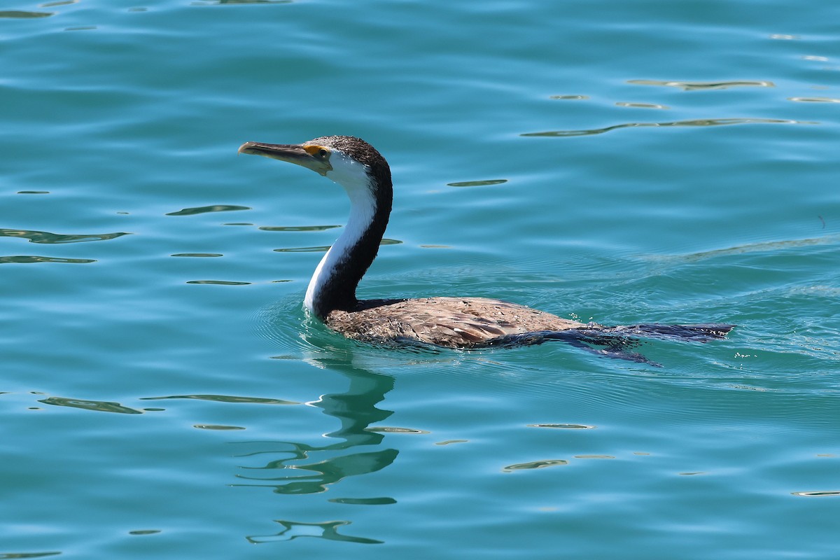 マミジロウ - ML646827425