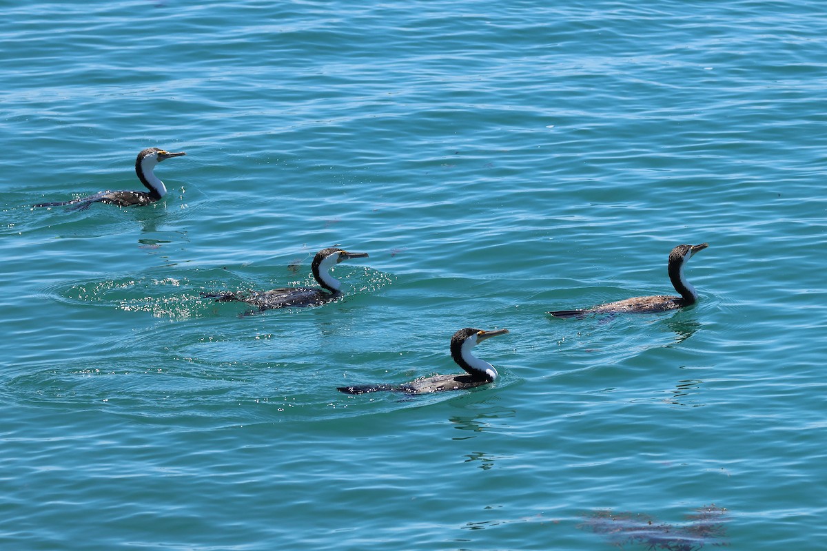 マミジロウ - ML646827426