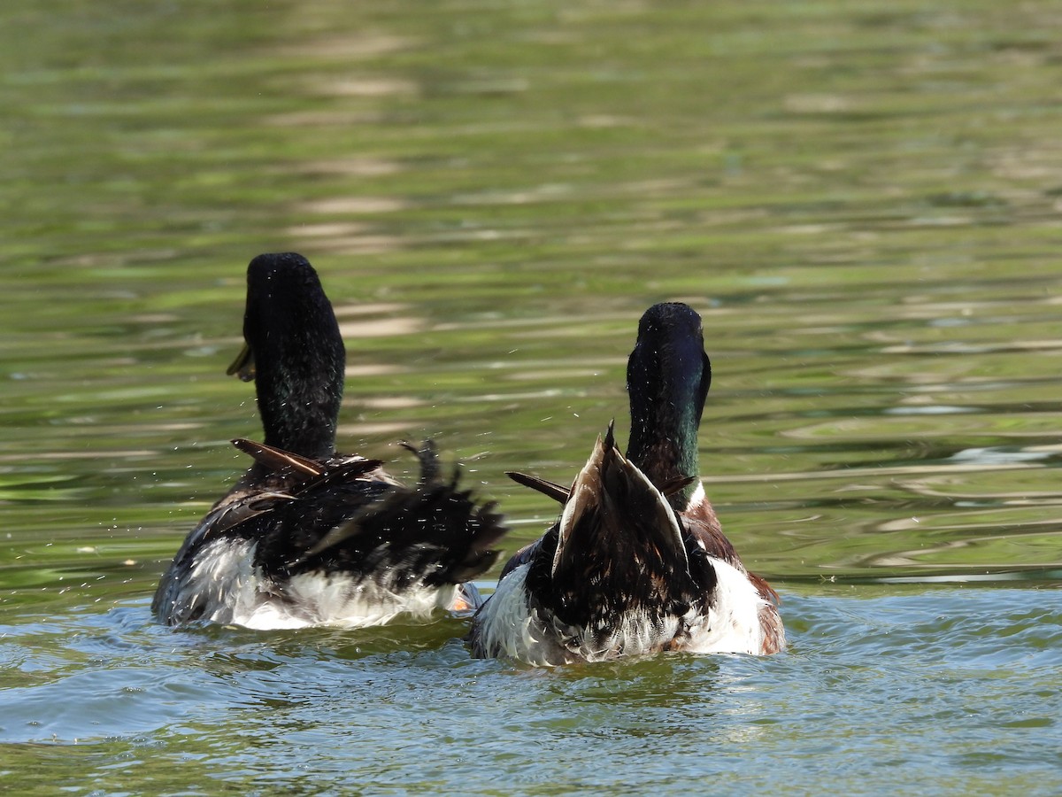 Canard colvert (forme domestique) - ML646827427