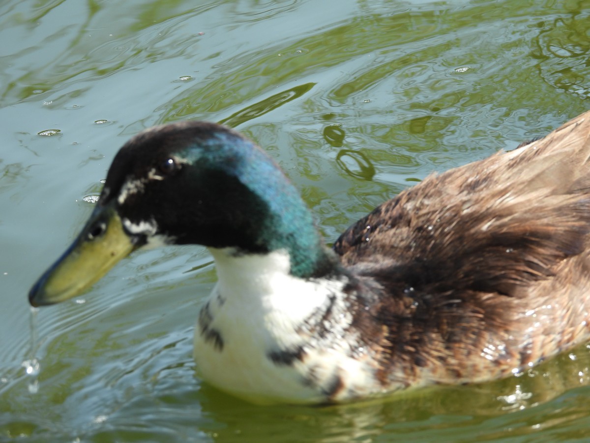 Canard colvert (forme domestique) - ML646827428