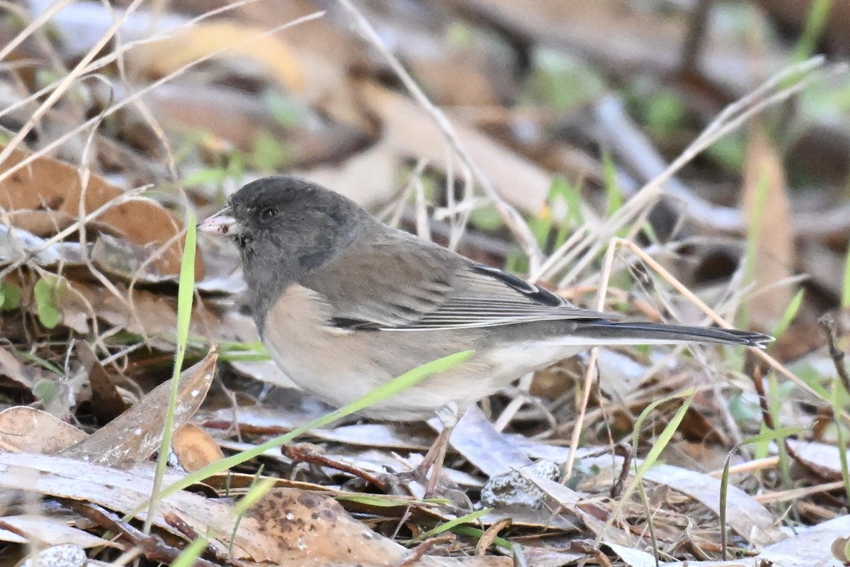 יונקו כהה-עין - ML646827429