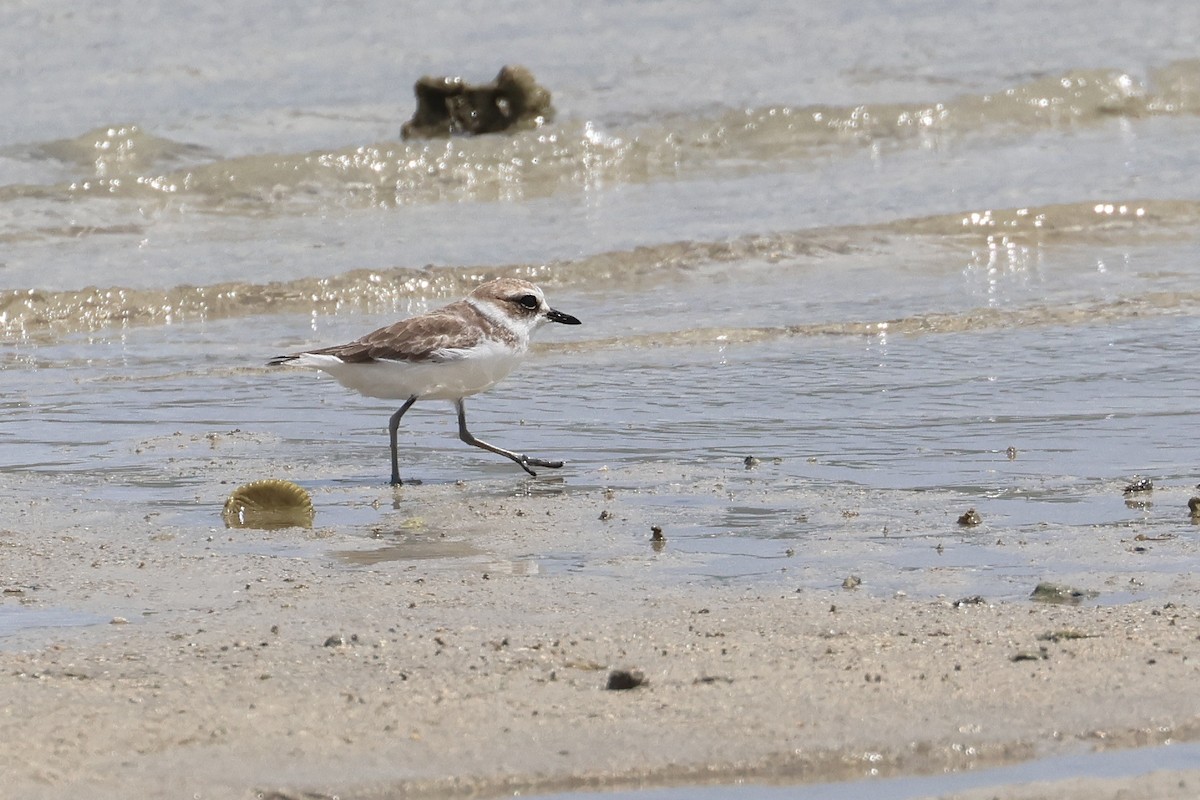 シロチドリ - ML646827430