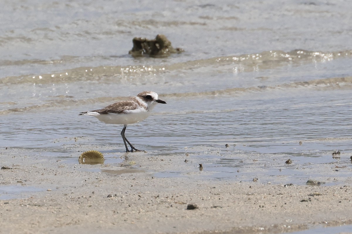 シロチドリ - ML646827431