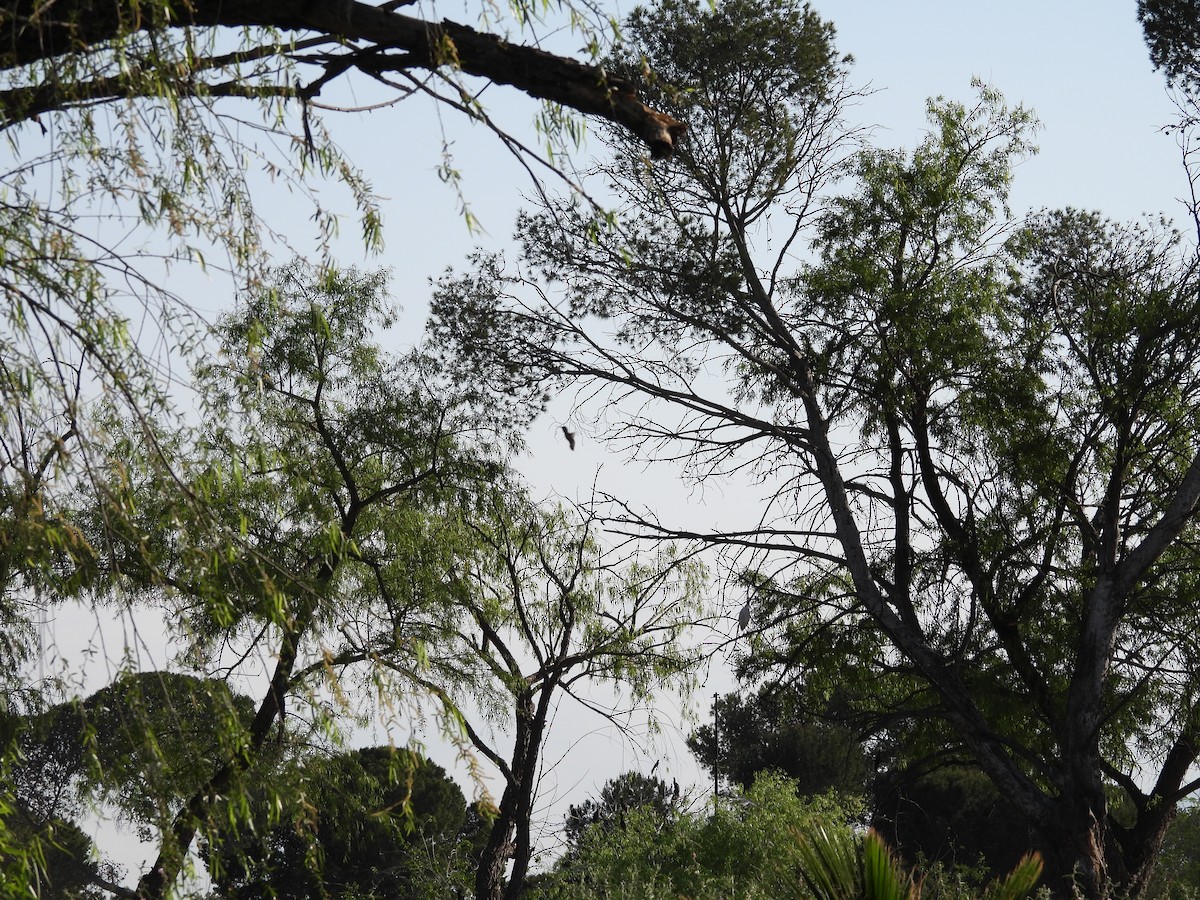 ノドグロハチドリ - ML646827432