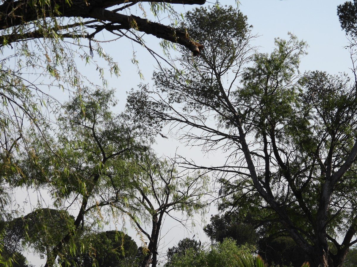 ノドグロハチドリ - ML646827433