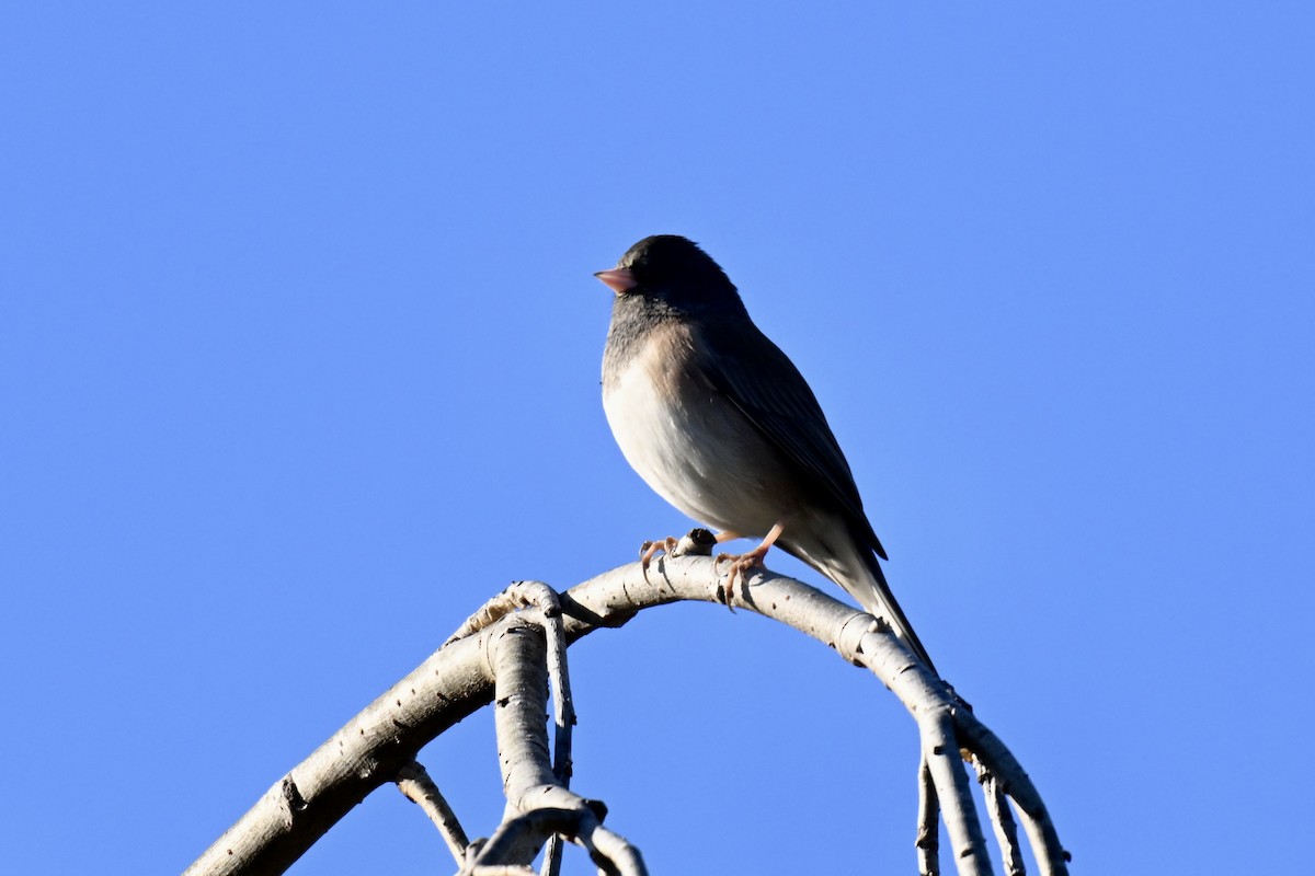 ユキヒメドリ - ML646827434